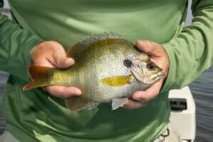 bluegill fish|Bluegill Facts Sheet (Complete Breakdown).